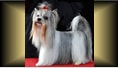 Mr. Marvelous/Zimmer (retired male), Champion/Best in Show~Noble little guy with silvery saddle
